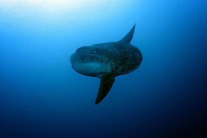 Fun Dive Nusa Penida Bali - For Certified Divers - Price and Value: Is $278.28 Fair?