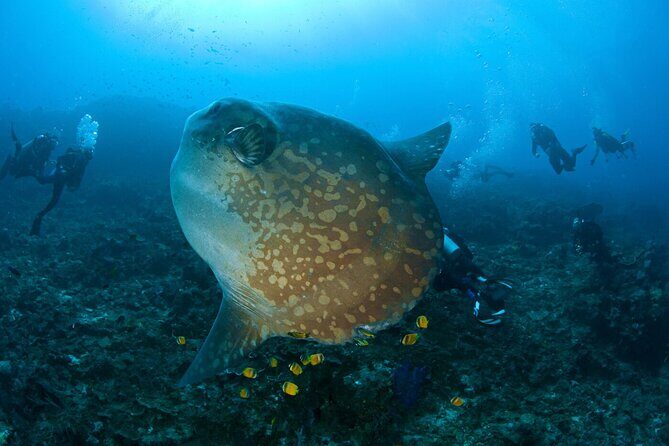 Fun Dive Nusa Penida Bali - For Certified Divers - Currents, Experience Rules, and Why They’re Not Just Paperwork