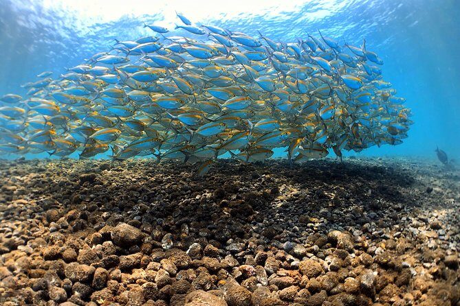 Fun Diving Tulamben Bali - For Certified Divers - Price and value: what $174.12 covers (and what it doesn’t)