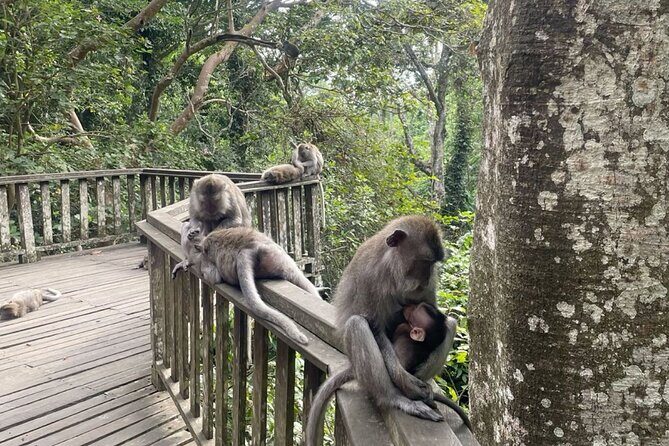 Half Day Private Tour in Ubud - Who this Ubud half-day tour fits best
