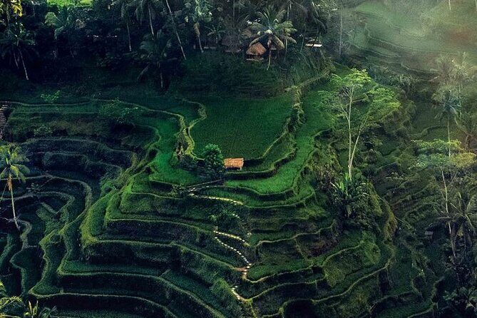 Half Day Private Tour in Ubud - Sacred Monkey Forest Sanctuary: how to keep it friendly with 1,260 macaques