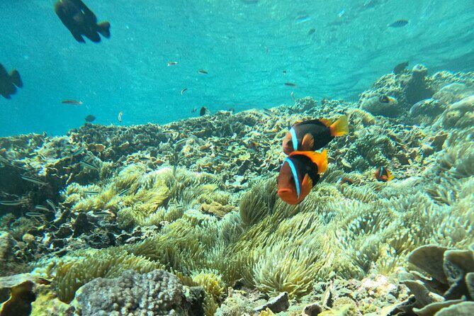 No:#1. Penida Island Tour And Snorkeling With Manta - Things That Can Go Wrong (And How to Reduce the Risk)