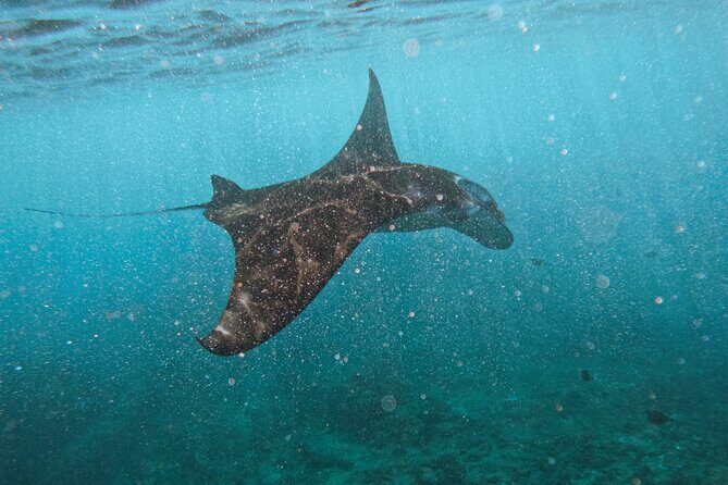 Nusa Penida day trip: boat, 4 snorkeling, Manta rays & Land tour - Key Points Worth Knowing Before You Go