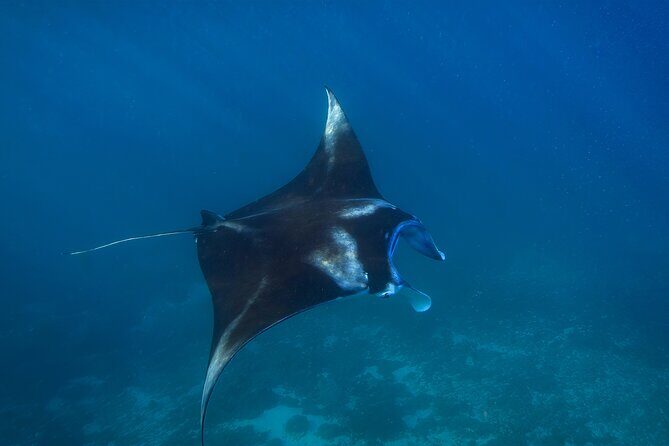 Nusa Penida day trip: boat, 4 snorkeling, Manta rays & Land tour - Kelingking Beach by Private Car: The Iconic Cliff Break