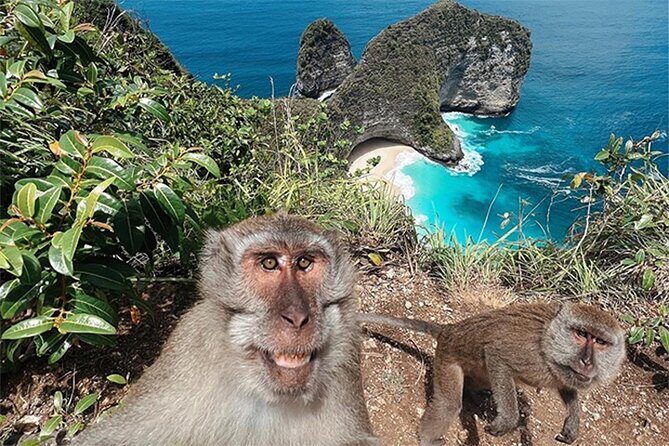 Nusa Penida day trip: boat, 4 snorkeling, Manta rays & Land tour - Wall Bay Point: Another Reef Stop Where Fish Do the Work