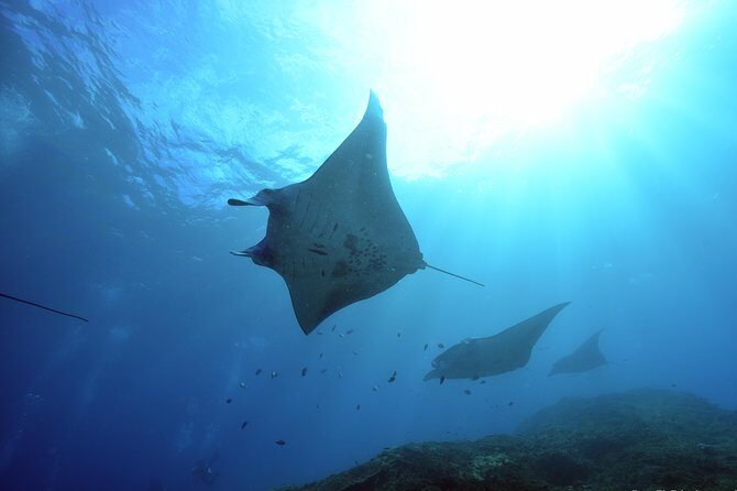 Nusa Penida Day Trip for 3 dives - Key Reasons This 3-Tank Penida Day Trip Gets High Marks