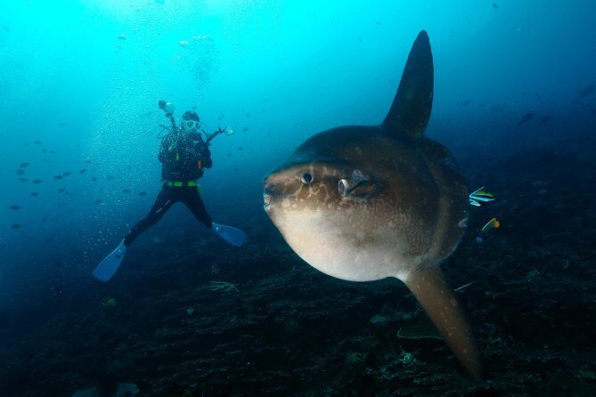 Nusa Penida Day Trip for 3 dives - How the Schedule Works: 7:00am Pickup, Sanur Boat Ride, Three Tanks, Back by 4–5pm