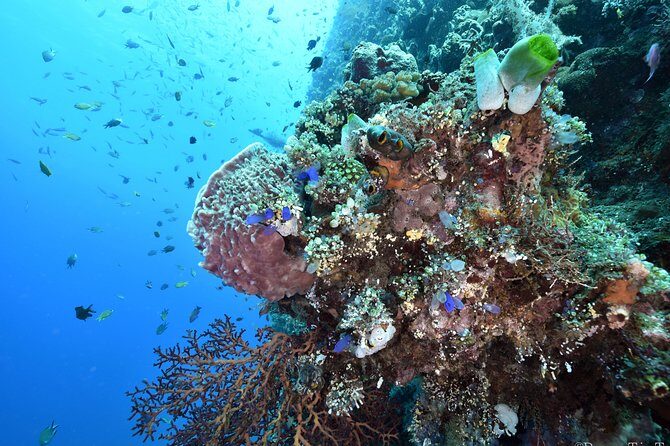 Nusa Penida Day Trip for 3 dives - Gear, Transfers, and Lunch: Where This $190 Price Makes Sense