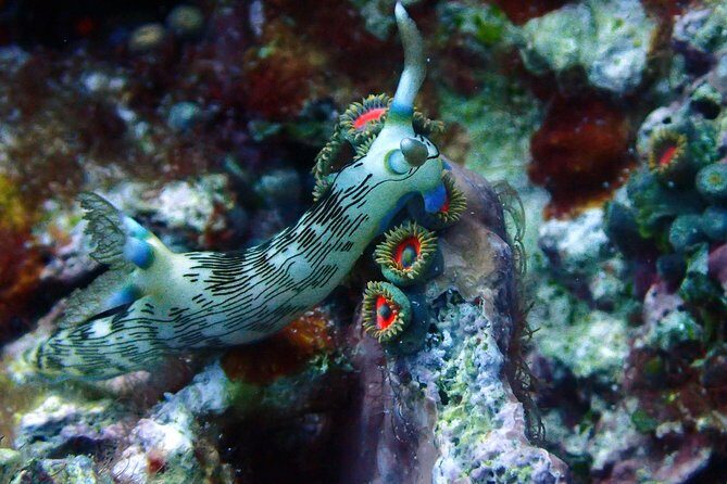 Nusa Penida Day Trip for 3 dives - Who This Trip Suits Best (And Who Might Want a Different Option)