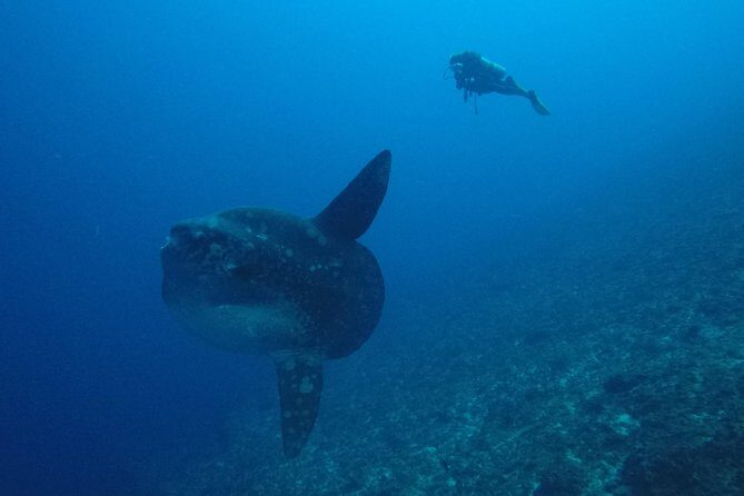 Nusa Penida Day Trip for 3 dives - Should You Book Bali Scuba’s Nusa Penida 3-Tank Day Trip?