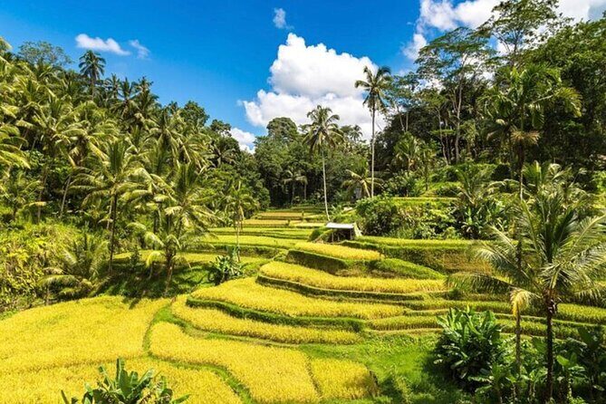 Private Bali Tour - All Inclusive - Stop 4: Bali Swing at Picheaven, plus the canyon views