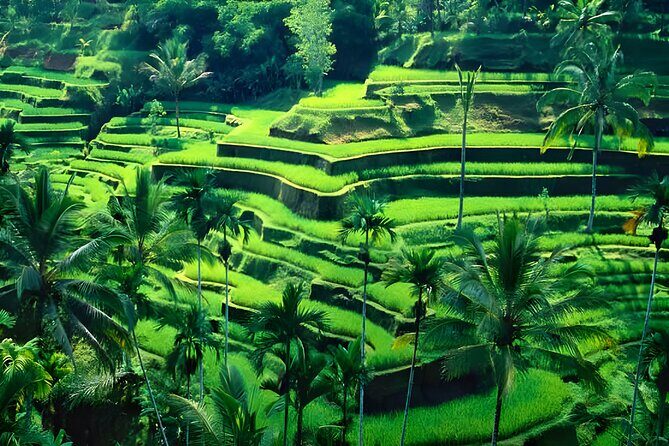 Private Half-Day Tour : Ubud Waterfall Tour Packages - Tegenungan Waterfall: your first hour of big Bali photos