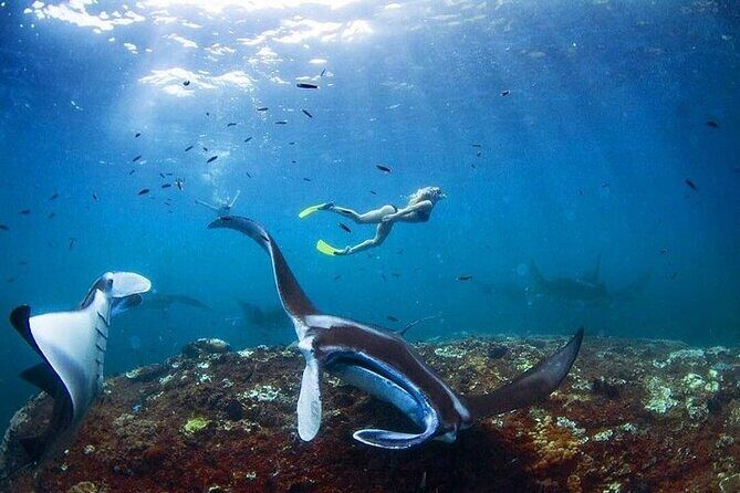 PRIVATE Nusa Penida on Boat Snorkeling & Island Tour (INCLUSIVE) - Snorkel stops: Manta Bay, Wall Point, Gamat Bay, and Crystal Bay
