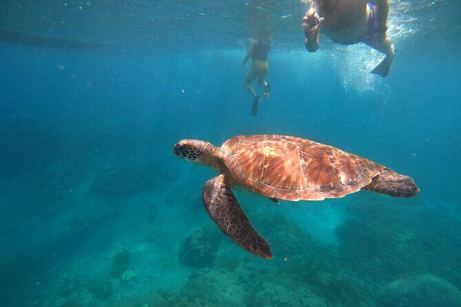 Private Snorkeling in Manta Bay, Gamat Bay & Wall at Nusa Penida - Key Points to Know Before You Go