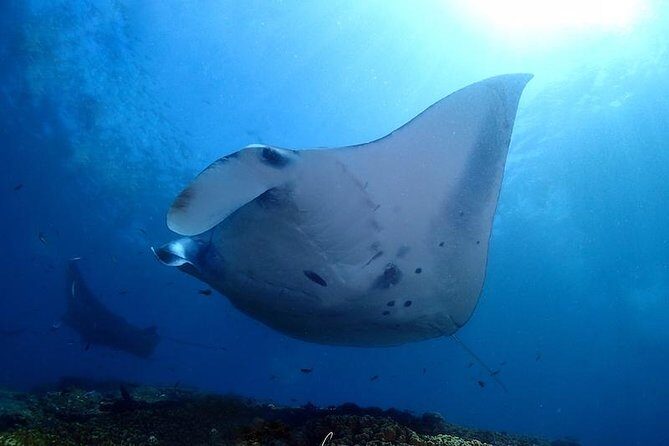 Scuba Diving in Nusa Penida - Manta Point - The speedboat ride to Nusa Penida: your main time at sea