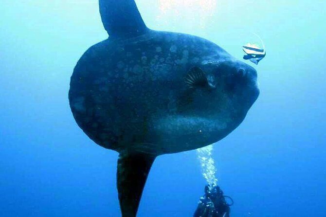 Scuba Diving in Nusa Penida - Manta Point - Who this suits best: certified divers, comfortable schedules, and a few health notes