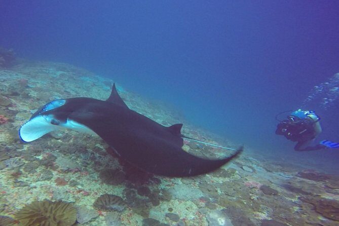 Scuba Diving in Nusa Penida - Manta Point - How the schedule works: surface intervals, bottom time, and counting sessions