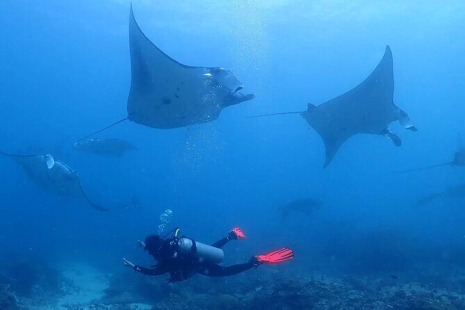 Scuba Diving In Nusa Penida - Key Things I’d Focus On Before You Go