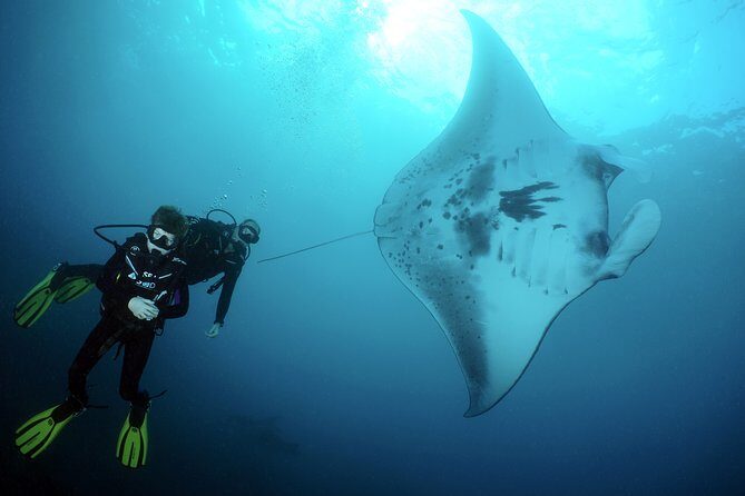 Scuba Diving Nusa Penida Manta Point 3 dives for certified divers - Manta Point first: what you’re trying to spot