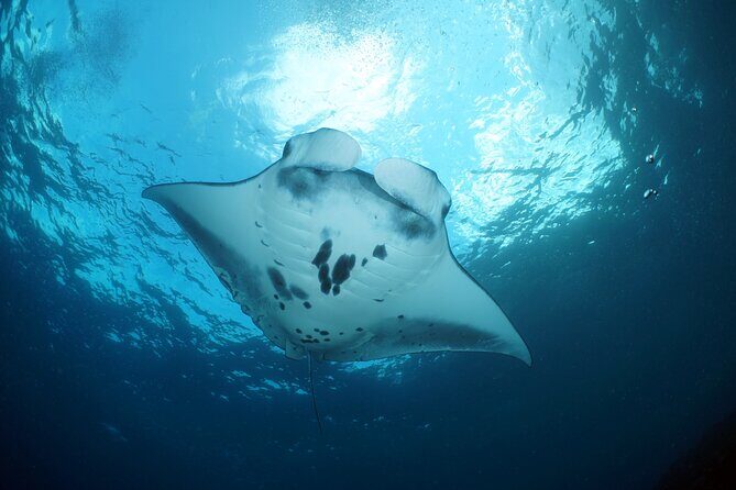 Scuba Diving Nusa Penida Manta Point 3 dives for certified divers - Nusa Lembongan drift-style coral time: the calmer feeling
