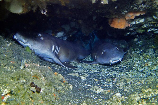 Scuba Diving Nusa Penida Manta Point 3 dives for certified divers - Safety-first guidance and small groups that actually stay small