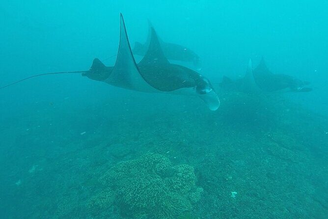 Scuba Diving Nusa Penida Manta Point 3 dives for certified divers - Price and value: the $233 question (plus the equipment confusion)
