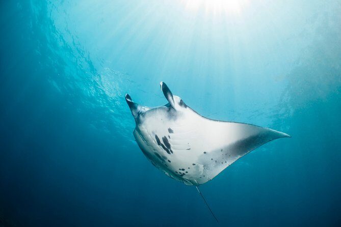 Scuba Diving Nusa Penida Manta Point 3 dives for certified divers - The gear and medical form step you shouldn’t skip