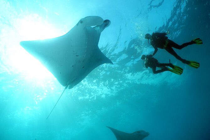 Scuba Diving Nusa Penida Manta Point 3 dives for certified divers - Crystal Bay and nearby Penida options: mola-mola chances