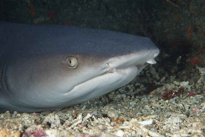 Scuba Diving Padangbai Shark Point 2 dives for certified divers - What makes this Padangbai trip worth your time
