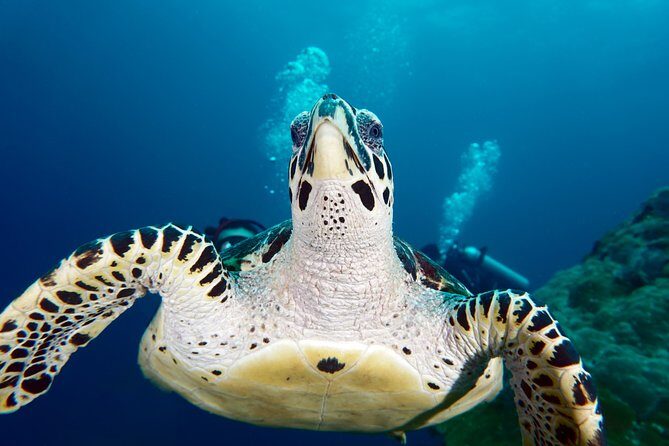 Scuba Diving Padangbai Shark Point 2 dives for certified divers - Padangbai Day Trip Basics: where you go and why it works