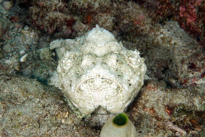 Scuba Diving Padangbai Shark Point 2 dives for certified divers - Blue Lagoon: critters, color, and the small-animal hunting game