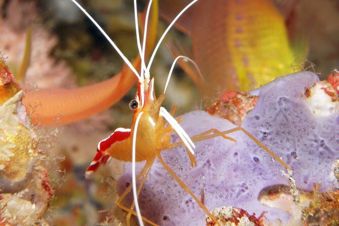 Scuba Diving Padangbai Shark Point 2 dives for certified divers - Safety and guide quality: why the small ratio matters