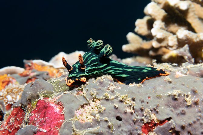 Scuba Diving Padangbai Shark Point 2 dives for certified divers - What you get for your $158: value beyond the headline price