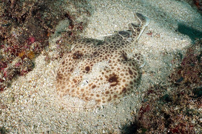 Scuba Diving Padangbai Shark Point 2 dives for certified divers - The day’s flow: what happens from start to finish