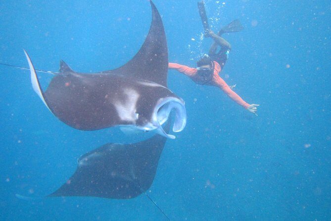 Snorkeling Day Trip To Lembongan and Penida - Quick hits before you go