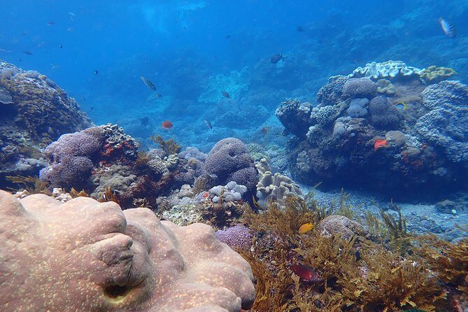 Snorkeling Day Trip To Lembongan and Penida - Pickup and timing that can change how your day feels