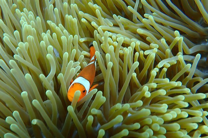 Snorkeling Day Trip To Lembongan and Penida - Safety and fitness: the rules are clear for a reason