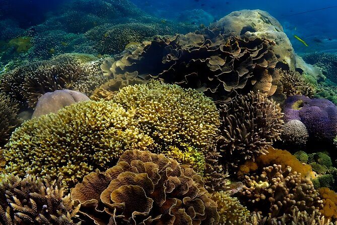 Snorkeling In Nusa Penida Departing From Bali Island - Price and what you really get for $104.50