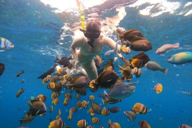 Snorkeling In Nusa Penida Island With Manta Ray From Bali - Sanur Port check-in and speedboat reality