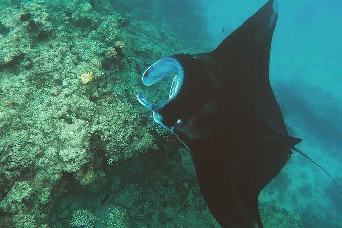 Snorkeling In Nusa Penida Island With Manta Ray From Bali - Manta Bay: your real target, with wild-animal rules