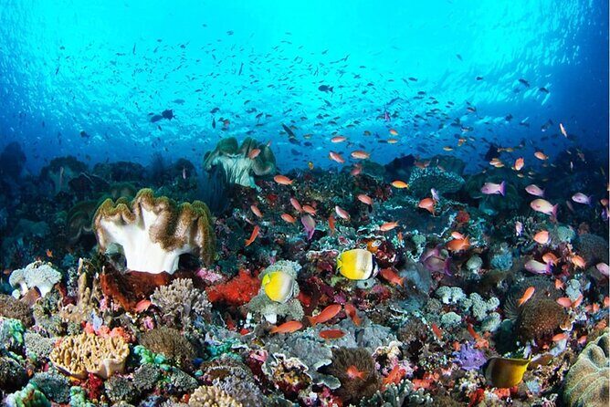 Snorkeling Nusa Penida and Island Tour Package - Key details to know before you go