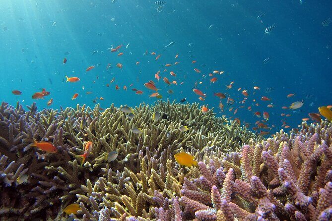 Snorkeling Nusa Penida and Island Tour Package - Quick hit points