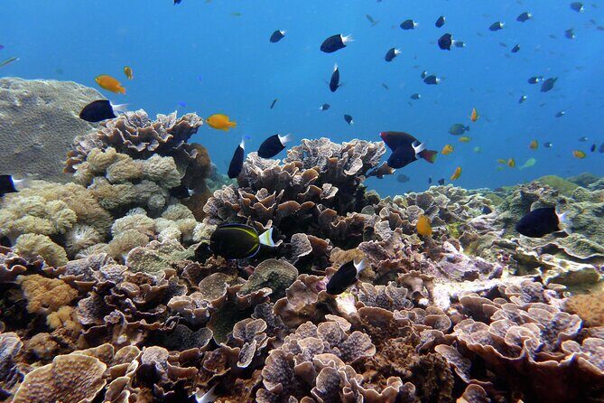 Snorkeling Nusa Penida and Island Tour Package - Getting To Nusa Penida: Seminyak Pickup and the Sanur Fast Boat