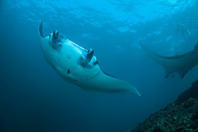 Snorkelling with Manta Rays at Nusa Penida and Lembongan - Key things that make this manta trip worth it