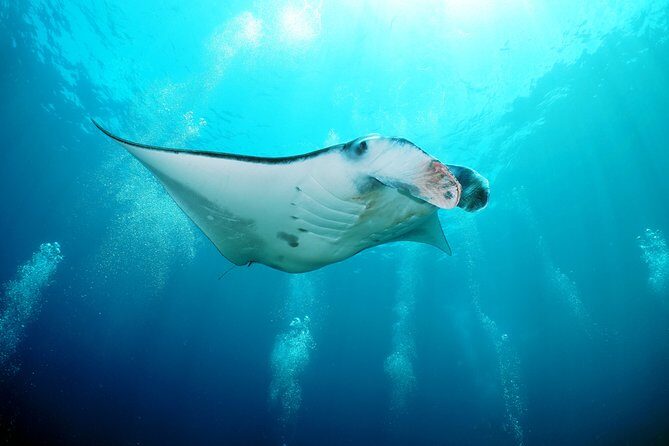 Snorkelling with Manta Rays at Nusa Penida and Lembongan - Morning logistics: pickup, timing, and a day that starts early but ends earlier
