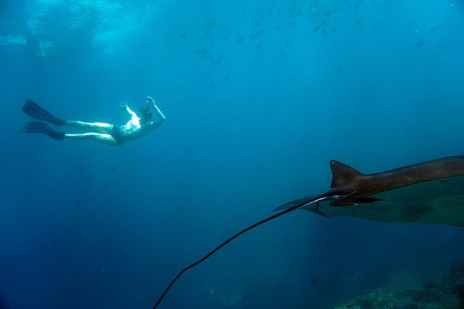 Snorkelling with Manta Rays at Nusa Penida and Lembongan - Stop 2 choice: Crystal Bay sea turtles or Lembongan drift corals
