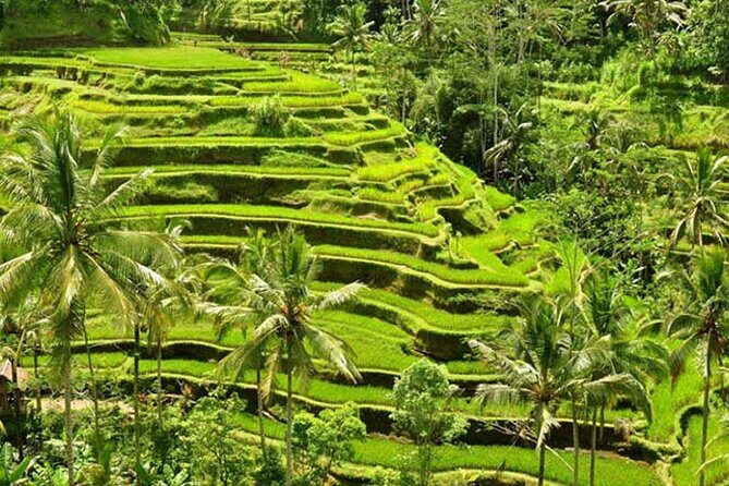 Tlaga Singha Infinity Pool, Jungle swing & Rice Terrace Trip - What I’d bring and plan for (so the day stays fun)