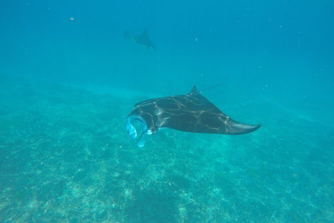 Try Diving in Manta Point - Nusa Penida - Key highlights worth knowing before you go