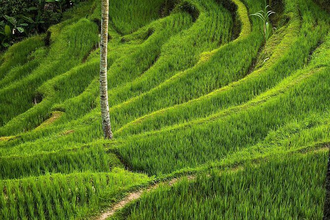 Ubud Cultural Day Tour: A Day for Balinese Cultural Experience - Puseh Batuan Temple: ancient stone scenes and readable details