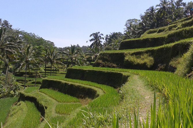 Ubud Cultural Day Tour: A Day for Balinese Cultural Experience - Ubud Palace: royal heritage in a living cultural role